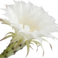 سرئوس شب شکوفه Night Blooming Cereus